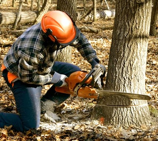 Tree Removal in Driver, AR